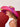 Pamela Victoria Fucsia Alquiler