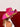 Pamela Victoria Fucsia Venta