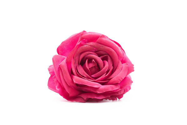 rosa buganvilla