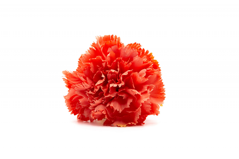 clavel coral